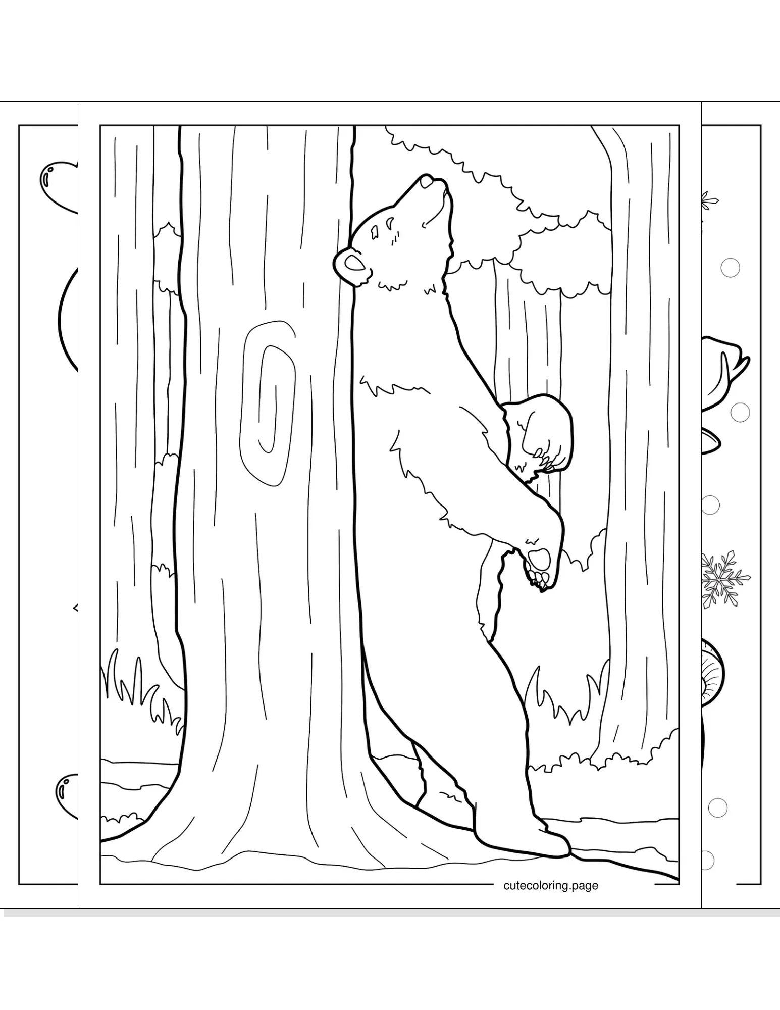 bear coloring pages