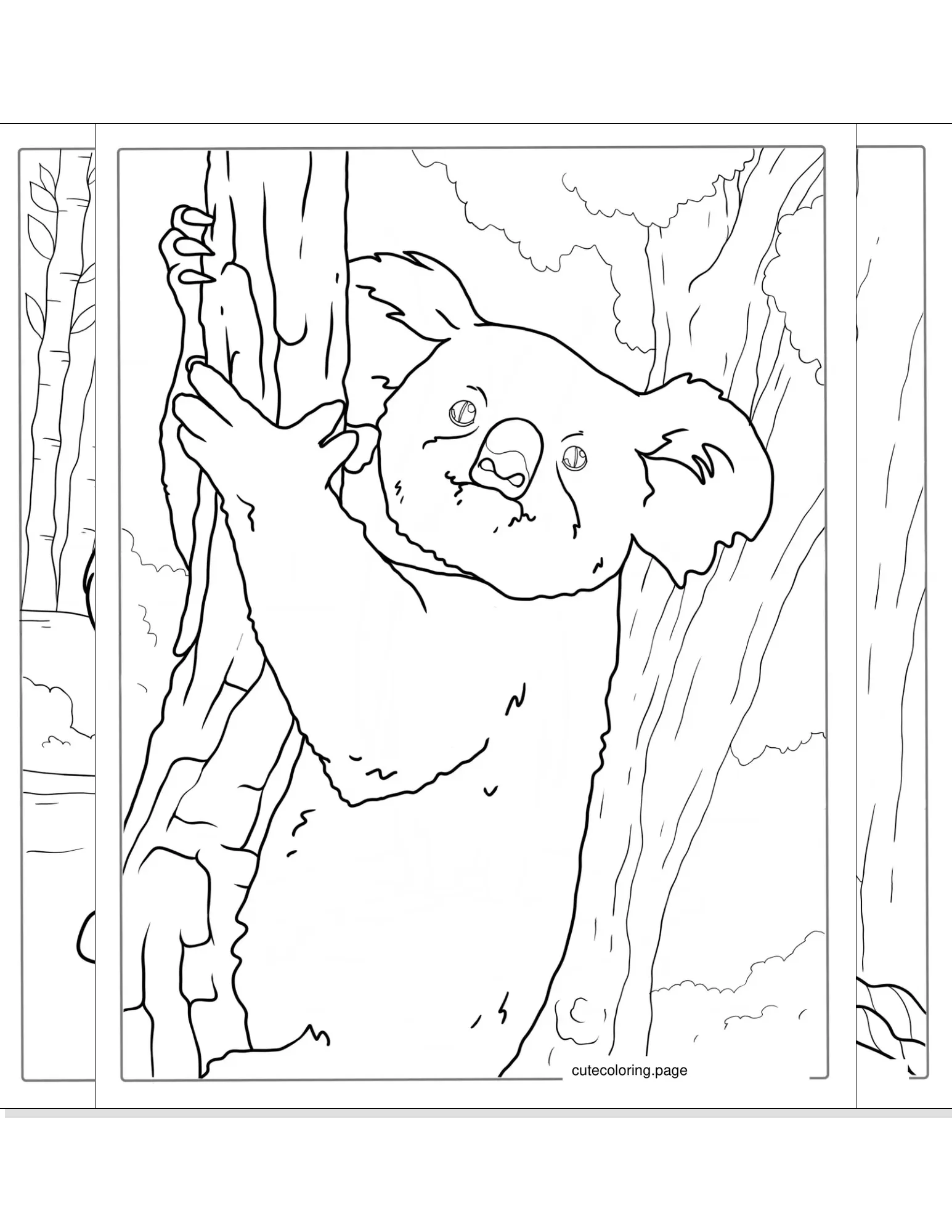 koala coloring pages