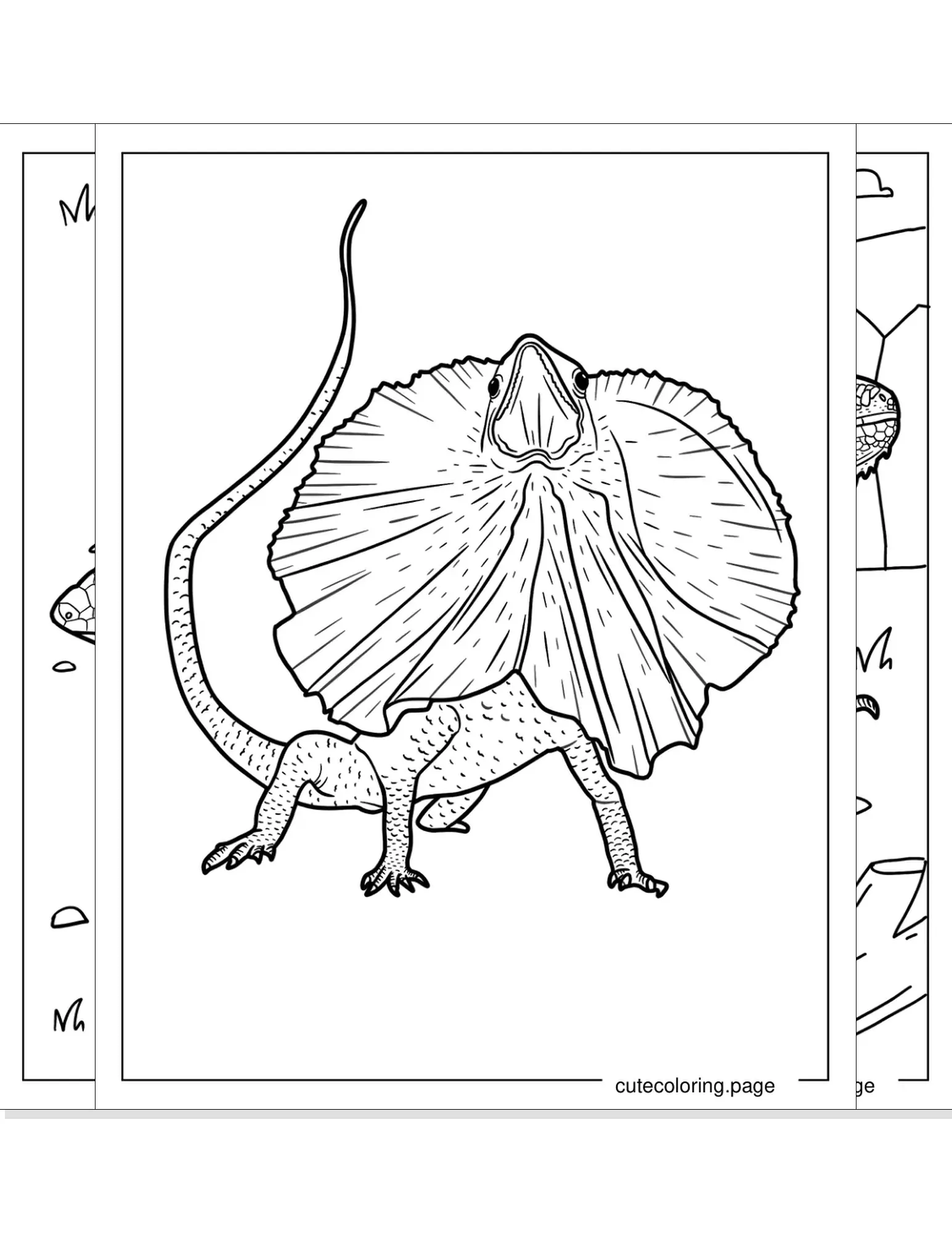 lizard coloring pages