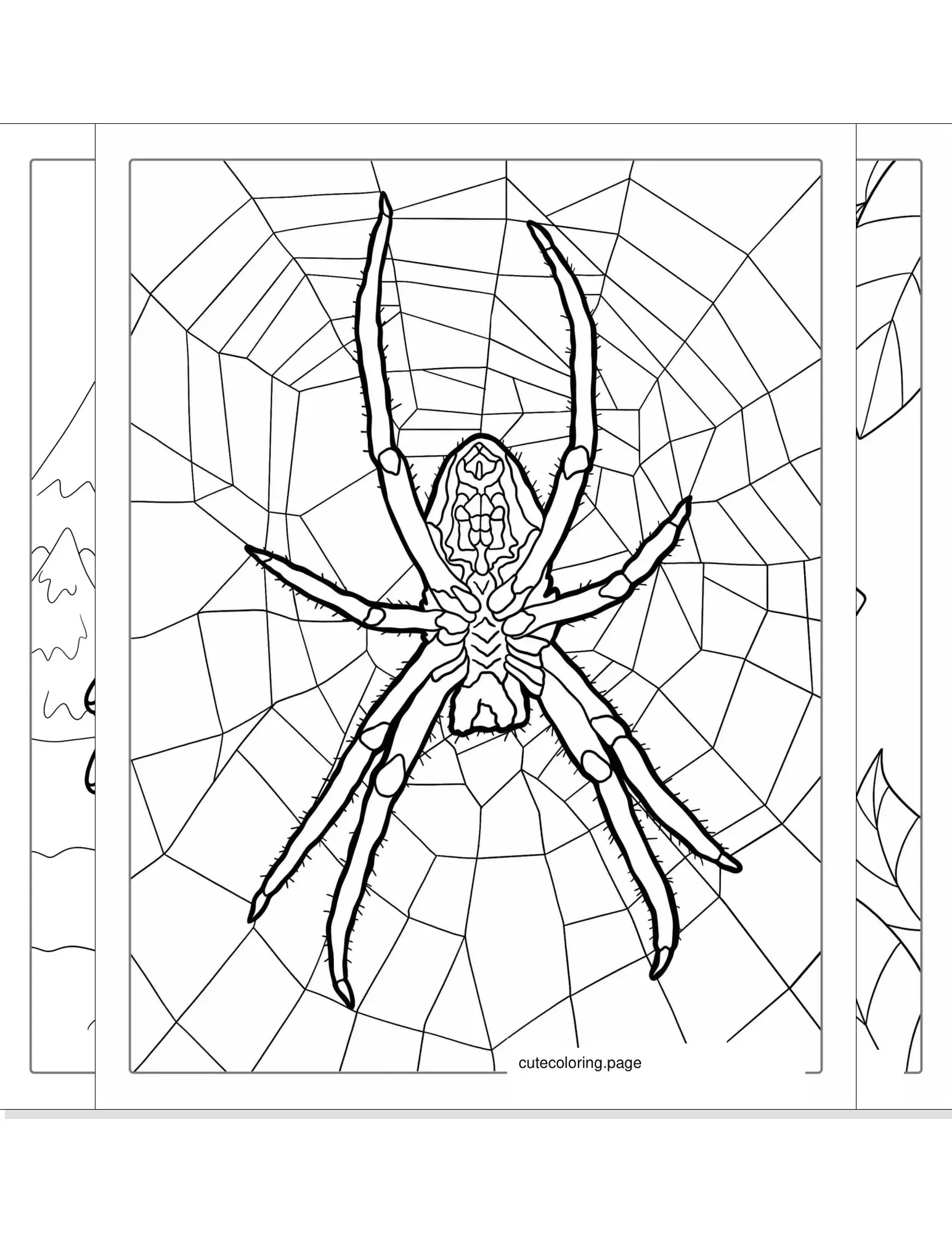 spider coloring pages