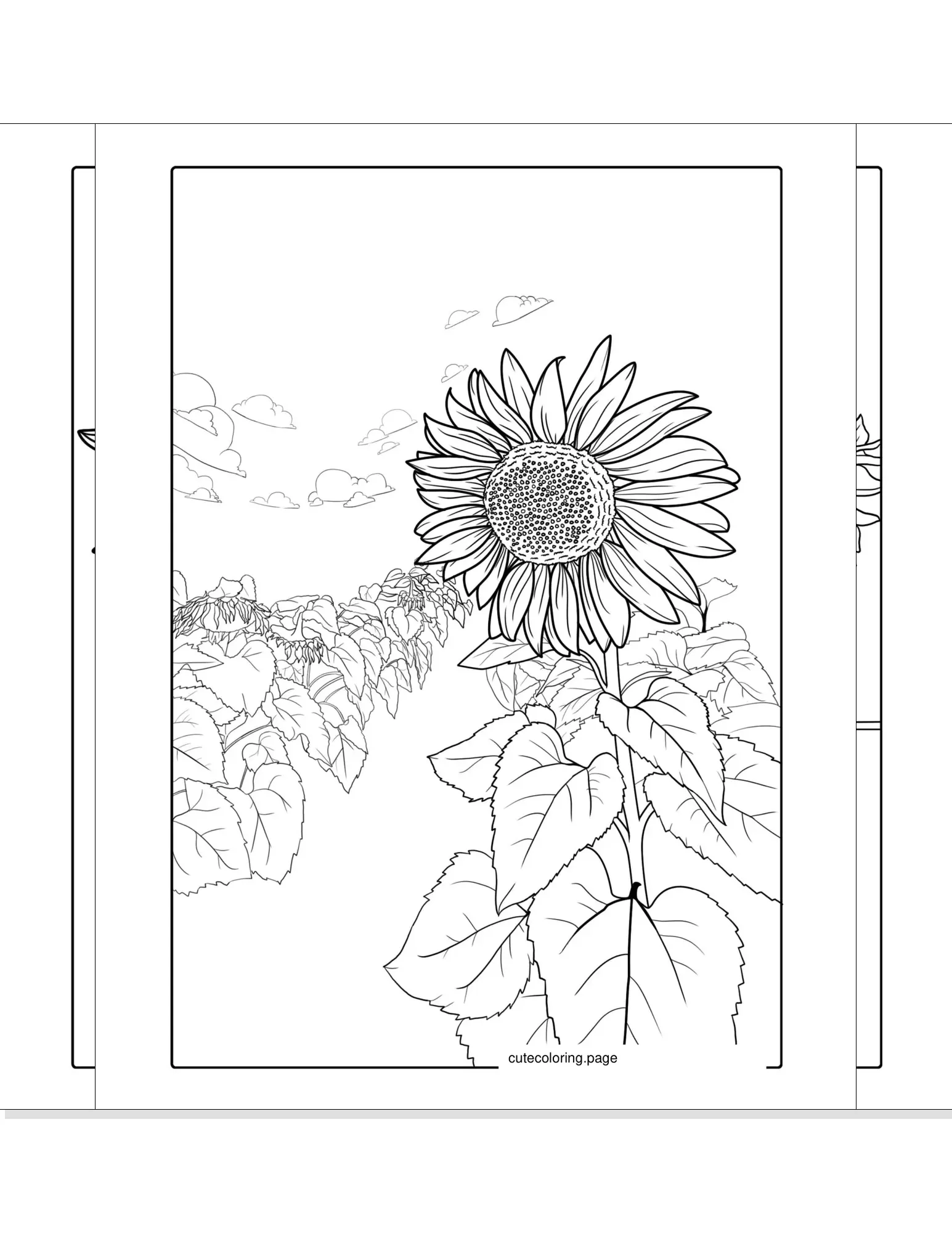 sunflower coloring pages